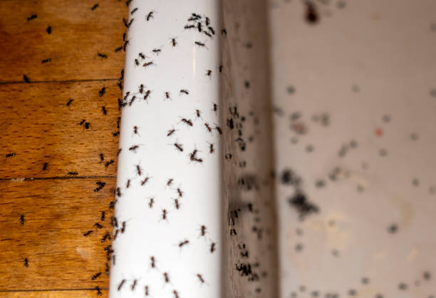 Best Mosquito Control Services  in Lake Helen, FL