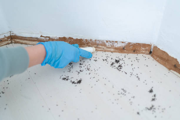 Best Local Pest Control Services  in Lake Helen, FL